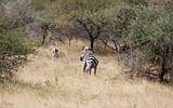 Ethiopia - Netch Sar Park - 72 - Antilope Bushbuck con zebra